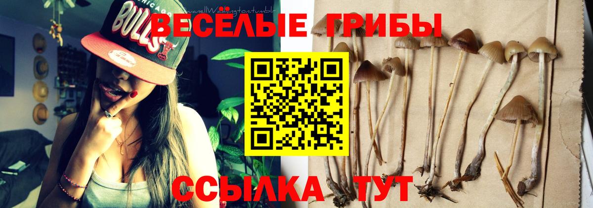 Калининград  Псилоцибиновые грибы Psilocybe  Вход с VPN 